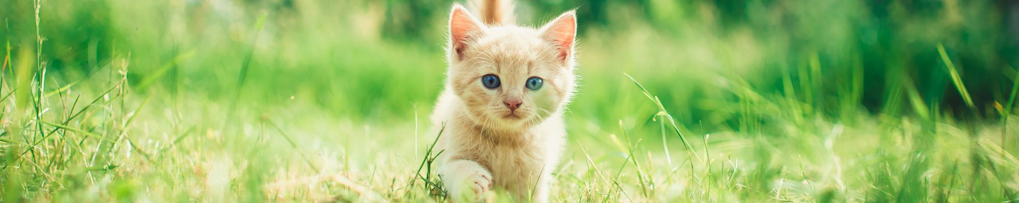 Pet & Backyard Extras by Readaeer