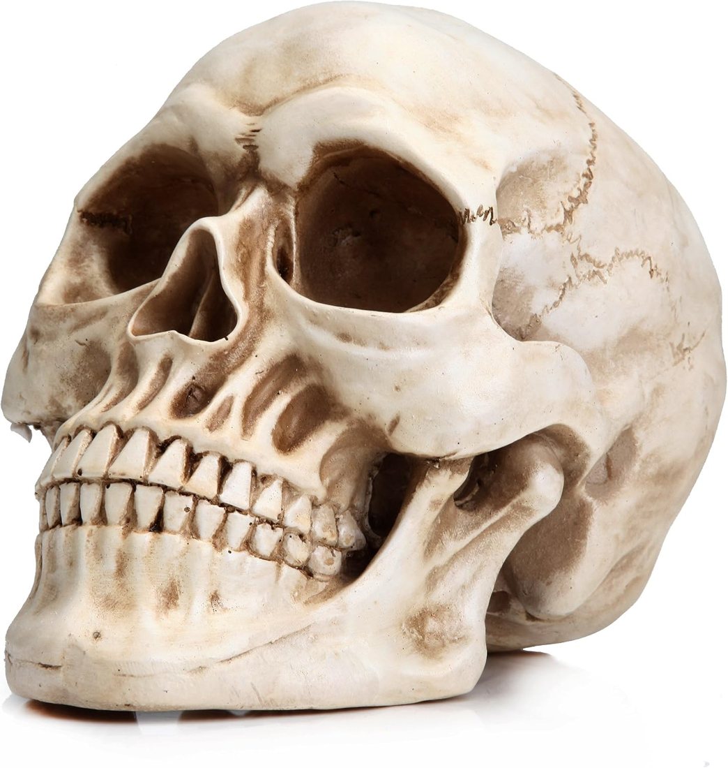 Readaeer Life Size Resin Skull Head